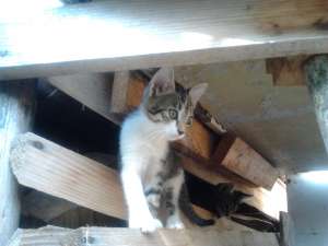 Pisoi spre donatie