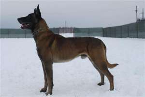 Pui de vanzare Ciobanesc Belgian Malinois