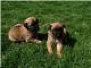Pui de vanzare Ciobanesc Belgian Malinois