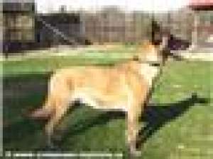 Pui de vanzare Ciobanesc Belgian Malinois