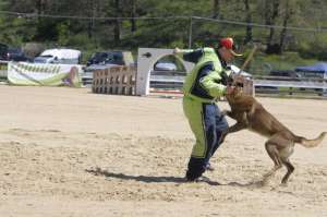 Scoala de Dresaj Canin Atomic Dogs RM.VALCEA