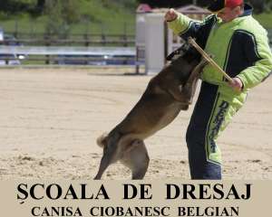 Scoala de Dresaj Canin Atomic Dogs RM.VALCEA