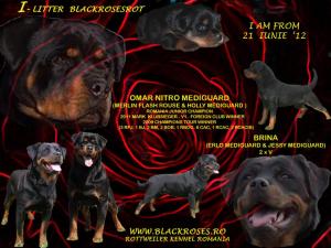 catei rottweiler de vanzare