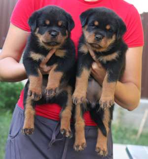 Pui Rottweiler