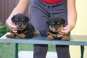Pui Rottweiler