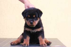 Pui Rottweiler