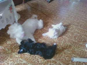vind foarte urgent  ca plec 2 bichomi maltezi