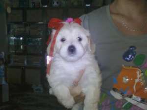 vind foarte urgent  ca plec 2 bichomi maltezi