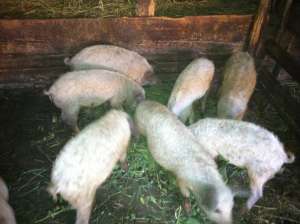 purcei mangalita de vanzare