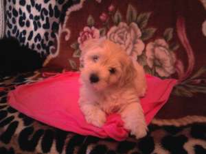 vind urgent maltez bichon