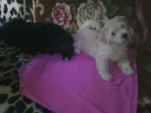 vind urgent maltez bichon