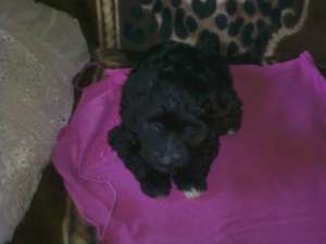 vind urgent maltez bichon