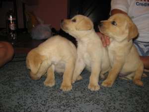 Vand labrador