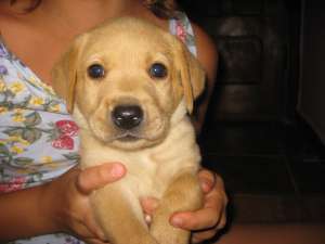 Vand labrador