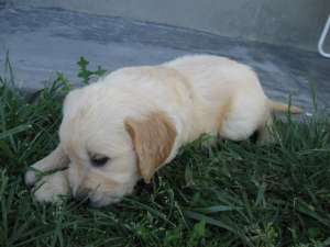 vand pui golden retriever