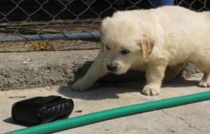 vand pui golden retriever