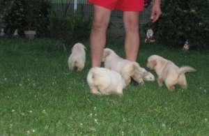 vand pui golden retriever