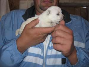 vand pui westie