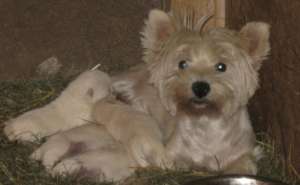 vand pui westie