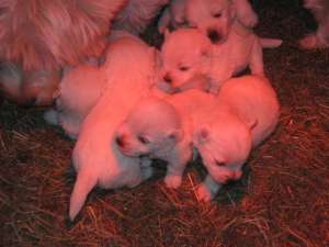 vand pui westie