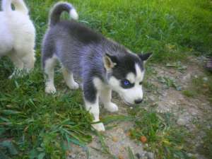 husky siberian
