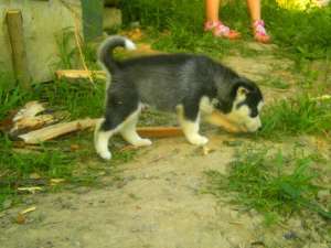 husky siberian