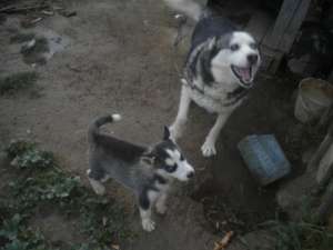 husky siberian