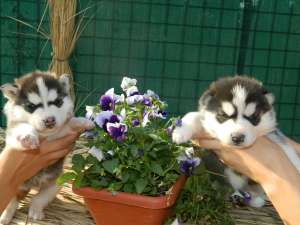 VAND HUSKY SIBERIAN, CATEII DIN POZE!!