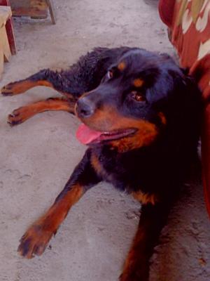Vand Caine Rottweiler 3 ani FEMELA