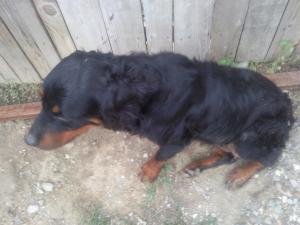 Vand Caine Rottweiler 3 ani FEMELA