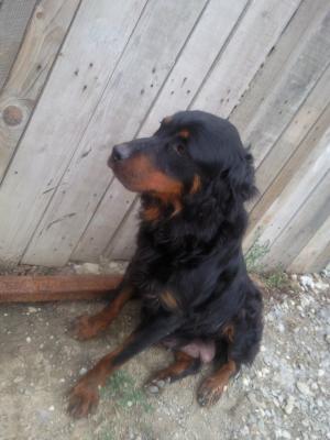 Vand Caine Rottweiler 3 ani FEMELA