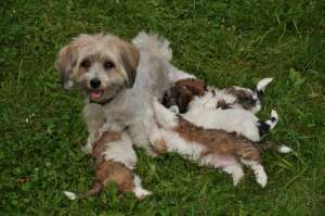 Pui de catei rasa Bichon Havanez