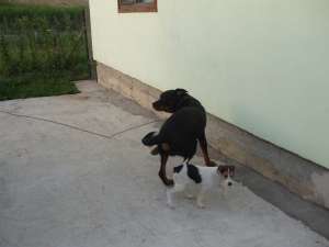 donez catelusa