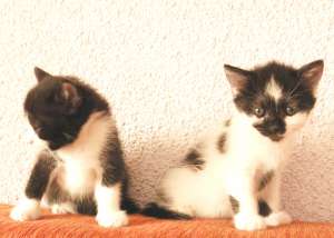 Pisoi dragalasi