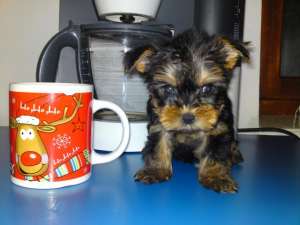 vand yorkshire terrier toy (yorki)