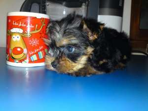 vand yorkshire terrier toy (yorki)
