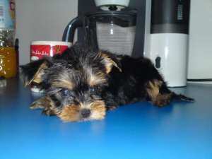 vand yorkshire terrier toy (yorki)