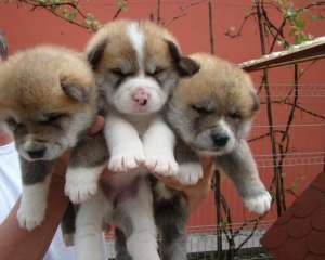 vand akita american si akita inu