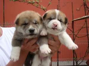 vand akita american si akita inu