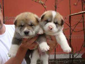 vand akita american si akita inu