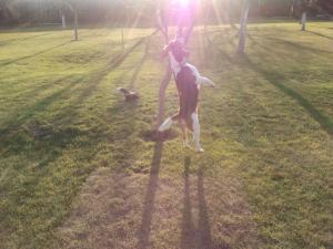 Mascul beagle pentru monta!!