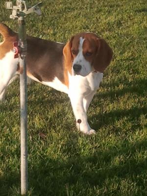 Mascul beagle pentru monta!!