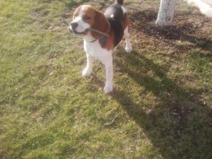 Mascul beagle pentru monta!!