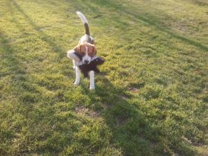 Mascul beagle pentru monta!!