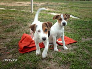 JAck Russel Terrier