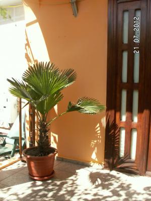 Vand palmieri decor