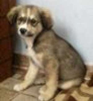 Spre adoptie,  mascul 3 luni