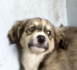 Spre adoptie,  mascul 3 luni