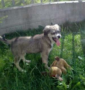 Spre adoptie,  mascul 3 luni