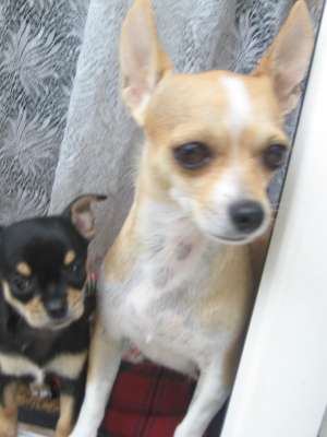 vand piu chiuhuahua